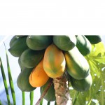 Papaya Red Lady – Bild 9