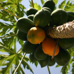 Papaya Red Lady – Bild 10
