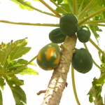 Papaya Red Lady – Bild 3