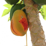 Papaya Red Lady – Bild 4