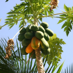 Papaya Red Lady – Bild 2