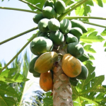 Papaya Golden – Bild 7