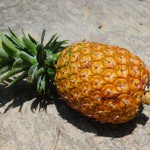 Ananas Kew