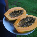 Papaya Golden – Bild 4