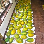 Papaya Sunrise – Bild 10