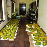 Papaya Sunrise – Bild 9