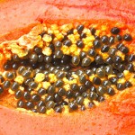 Papaya Sunrise – Bild 7