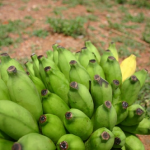 Banane Ambul – Bild 5