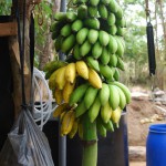Banane Ambul – Bild 2