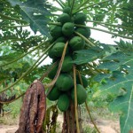 Papaya Unreif (für Salat) – Bild 3