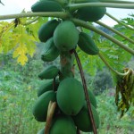 Papaya Golden – Bild 6