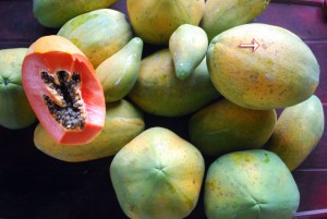 papayaernte