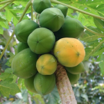 Papaya Ratna – Bild 10