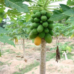 Papaya Ratna – Bild 11