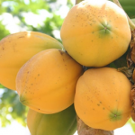 Papaya Ratna – Bild 7