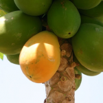 Papaya Ratna – Bild 6