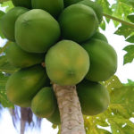 Papaya Ratna – Bild 3