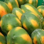 Papaya Red Lady – Bild 11
