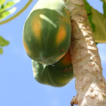Papaya Red Lady – Bild 15
