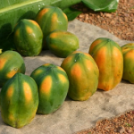 Papaya Red Lady – Bild 8