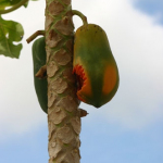 Papaya Red Lady – Bild 14