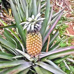 Ananas Mauritius