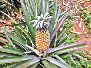 Ananas Mauritius