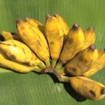 Banane Sini