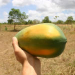 Papaya Red Lady – Bild 13