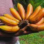 Banane Rot