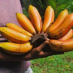 Banane Rot – Bild 3