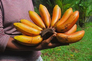 Rote bananen kaufen - Die besten Rote bananen kaufen ausführlich verglichen
