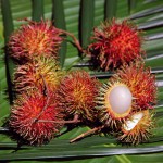 Rambutan