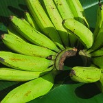 Banane Amban – Bild 2