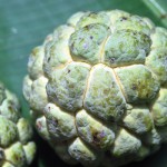 Zimtapfel – Bild 2