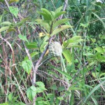 Zimtapfel – Bild 6
