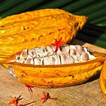 Kakaoschote – Bild 3