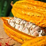 Kakaoschote – Bild 19