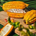 Kakaoschote – Bild 15