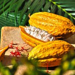 Kakaoschote – Bild 14