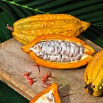 Kakaoschote – Bild 10