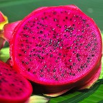 Drachenfrucht (rot) – Bild 3