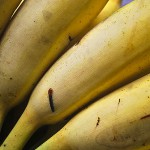 Banane Suwandel – Bild 6