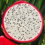 Drachenfrucht (weiß) – Bild 6