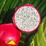Drachenfrucht (weiß) – Bild 7