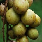 Kadugoda (säuerlich) – Bild 6