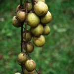 Kadugoda (säuerlich) – Bild 5