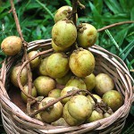 Kadugoda (säuerlich) – Bild 4