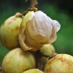 Kadugoda (säuerlich) – Bild 14