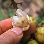 Kadugoda (säuerlich) – Bild 13